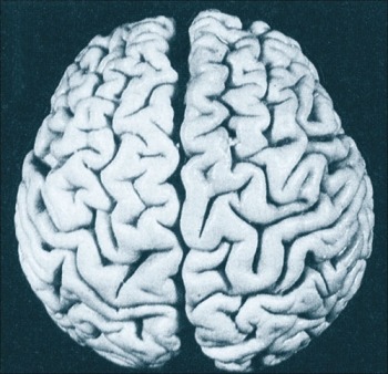 아인슈타인 뇌, 두뇌 잠재력