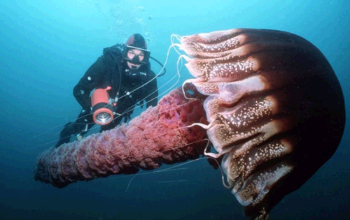 심해 거대 해파리, 다이버 접근