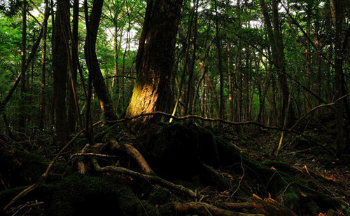 가장 소름 돋는 7곳, 아호키가하라, 죽음의 숲