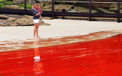호주 핏빛바다, 붉게 물든 해변