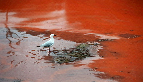 호주 핏빛바다, 해변가에 앉아 있는 새