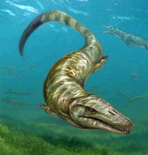 고대 6m 바다 괴물, 파노니아사우루스
            이넥스펙타투스