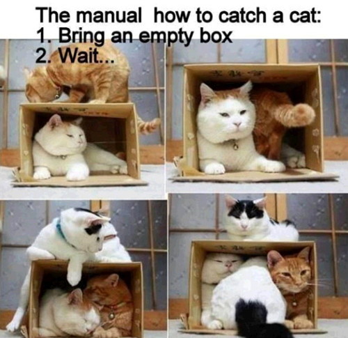 고양이를 잡는 방법