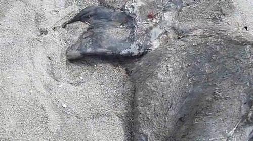 선사시대 바다 괴물 발견, 범고래 사체로 추정
            6