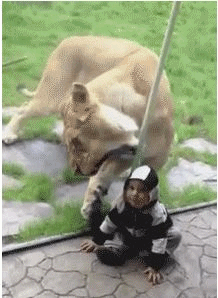 아기 잡아 먹으려는 사자
