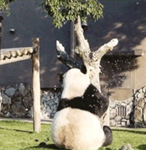 동물계의 허당들, 나무에서 떨어진 팬더 2