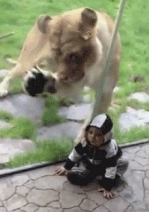 동물계의 허당들, 아기 공격하는 사자