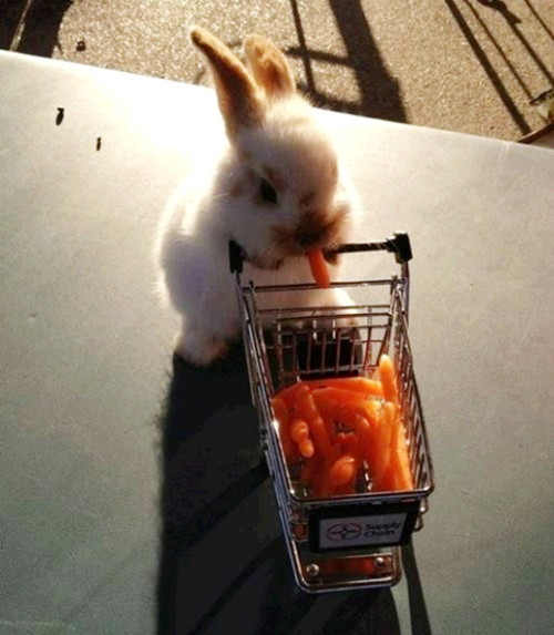 쇼핑하고 온 토끼 1