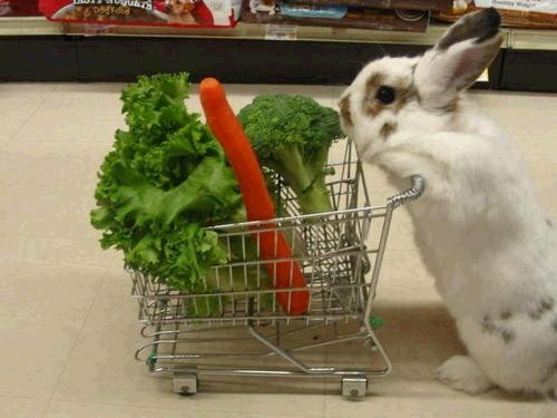 쇼핑하고 온 토끼 2