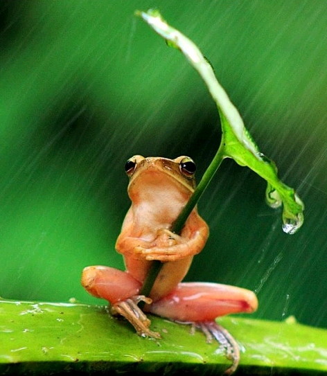 우산 쓴 개구리 1