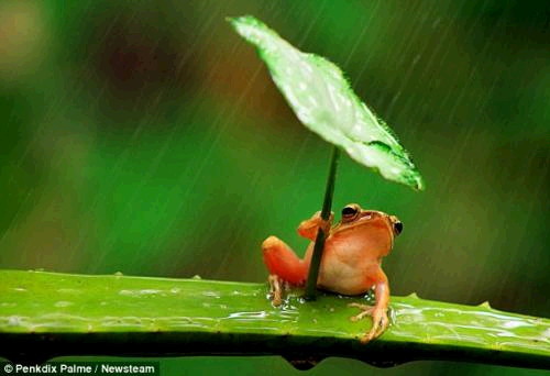 우산 쓴 개구리 2