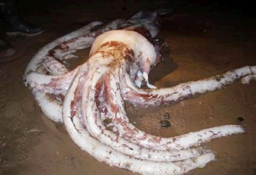 9m 대왕 오징어 발견 2