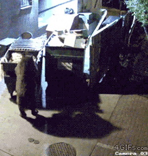 쓰레기통 훔친 곰 5